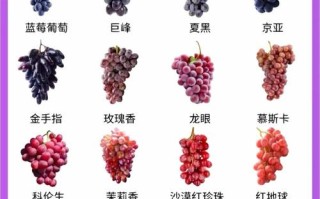 无核早红葡萄，有哪些独特之处？