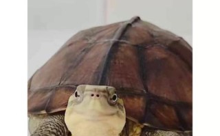 越南石金钱龟是龟类什么品种？