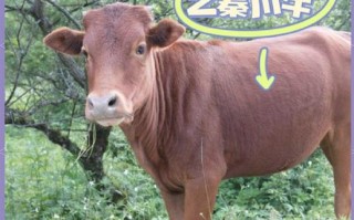 我国主要黄牛品种有哪些？