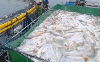 泉州水产主要养殖什么？