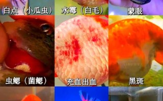 鱼泛塘咋治？症状方法有哪些？