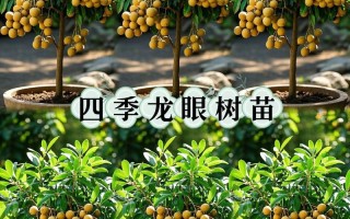 四季龙眼苗怎么种才活得好？