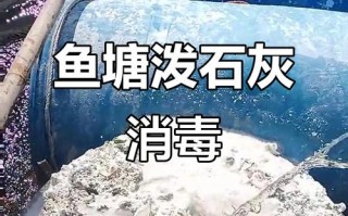 生石灰冬季鱼塘使用方法