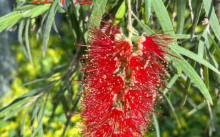 红千层种子怎么种？关键步骤有哪些？