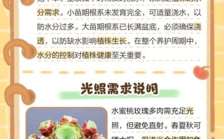 玫瑰养殖方法和注意事项