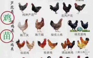 蛋鸡养殖方法有哪些？