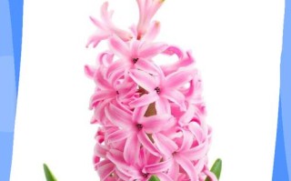 粉红色风信子是什么品种