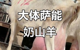 奶山羊哪个品种产奶高