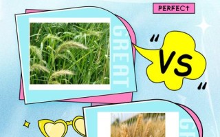 春小麦4个品种如何选？