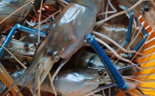 池塘养虾，哪个品种效益好？