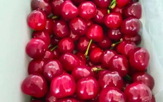 红灯樱桃同期成熟的品种