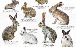 兔子分几种品种图片大全