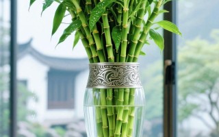 富贵莲花竹怎么水养才茂盛？