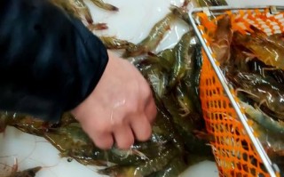 明虾养殖技术视频如何高效提升产量？