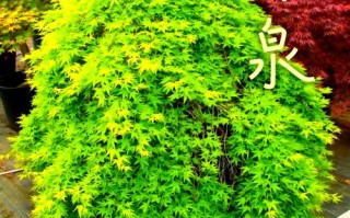 最好看的树品种有哪些