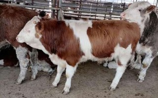 哪种肉牛品种繁育性能最好？