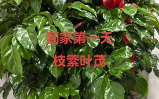 幸福树叶子干枯怎么办？