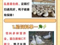 鸭饲料养鸭人吃多鸭有什么