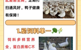 鸭饲料养鸭人吃多鸭有什么