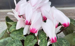 夏天不休眠的仙客来有哪些品种？