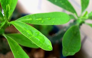 绿霸王如何繁殖？具体方法有哪些？