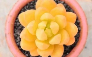 黄丽多肉怎么养殖方法