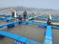 海上网箱养殖什么最好