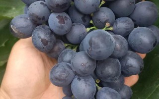 玫瑰香大棚葡萄新品种有何优势？