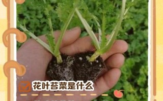 菜苔何时种？怎么种才高产？