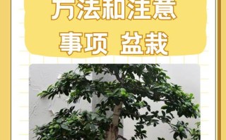 大叶榕树的养殖方法图解