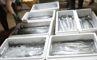 大连辽渔水产品批发市场有何特色？