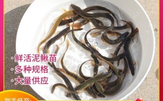河北人工台湾泥鳅苗品种有何优势？