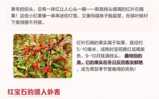 红叶石楠果怎么用？功效与吃法有哪些？