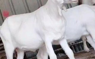 哪些山羊品种一胎多羔？