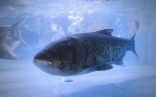 有须鲢鱼是哪个品种？