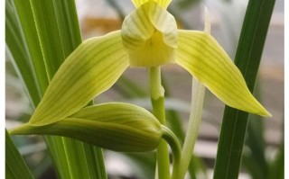 四川兰花有哪些特色品种？