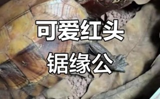 红头红眼锯缘多少价格