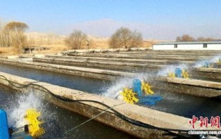 甘肃平凉水产养殖基地