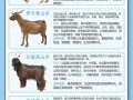 养羊十大品种羊排行榜