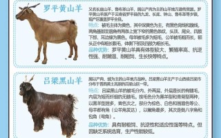 养羊十大品种羊排行榜