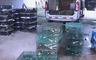 竹鼠喂什么饲料