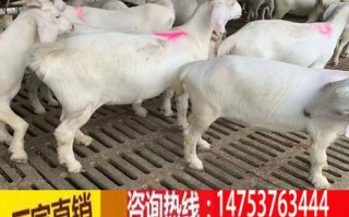 淘汰大母羊的育肥方法是否科学高效？