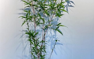 中国最耐寒竹子品种是哪种？