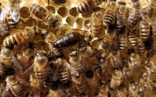 少养好养的蜜蜂数量少的品种有哪些？