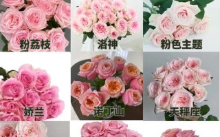 玫瑰之王，何为最高贵品种？