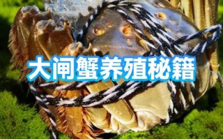 高效生态大闸蟹如何高效养殖？