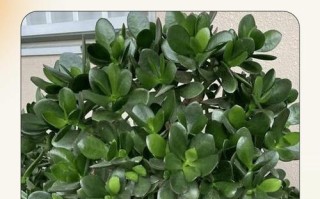 玉树怎么养才能爆盆又旺？