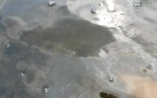 养殖什么水产水质差