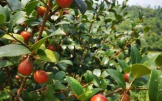 贵州适合种植哪些油茶品种？