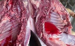 豪猪需要吃什么特别饲料